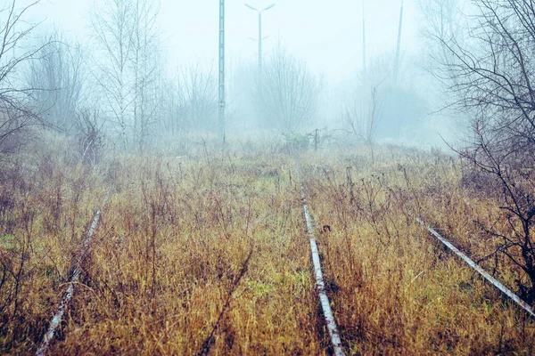 Uttjänt Järnvägssida Helt Överväxt Med Gräs Och Buskar Dimmig Morgon — Stockfoto