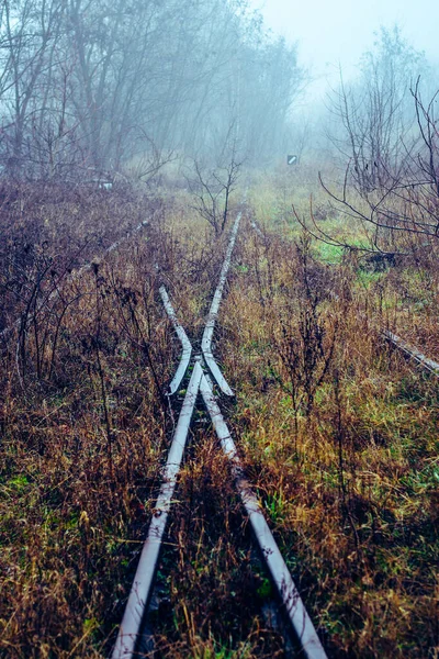 Uttjänt Järnvägssida Helt Överväxt Med Gräs Och Buskar Dimmig Morgon — Stockfoto