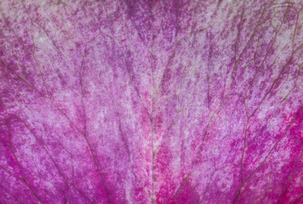 Purple Rose Flower Petal Macro Closeup Symmetric Nervation Background — Stock Photo, Image