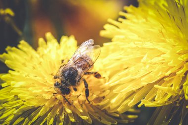Arı, sarı karahindiba çiçeğinin üzerinde nektar ve polen topluyor.