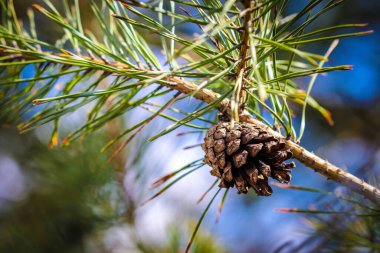 Karaçam kozalaklı ağaç dalında büyüyen koni