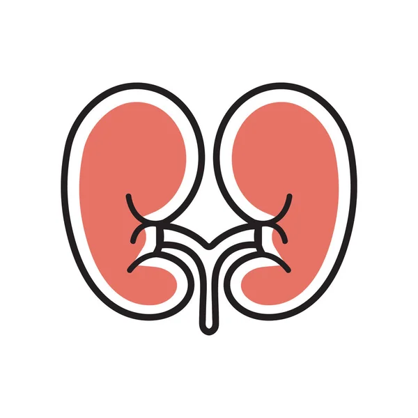 腎臓器官のアイコン — ストックベクタ