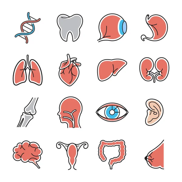 Conjunto de iconos órganos humanos — Archivo Imágenes Vectoriales