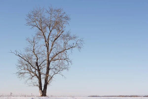 Eteklerindeki ağaç