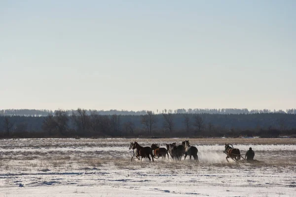 Koachman kızak atlar sürüş