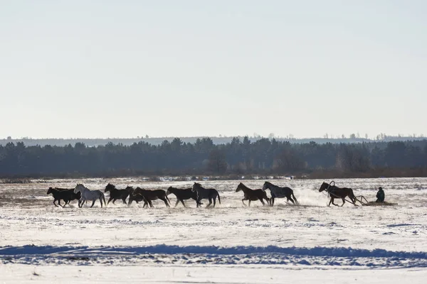 Koachman kızak atlar sürüş