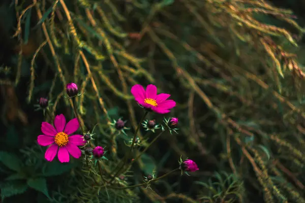 güzel pembe çiçekler