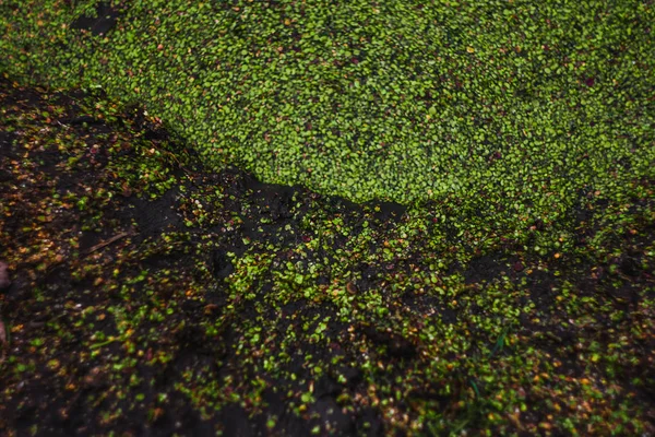 Su yüzeyinde Tina yeşil