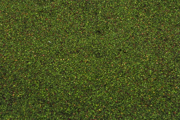 Su yüzeyinde Tina yeşil