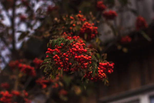 Reife Johannisbeeren am Zweig — Stockfoto