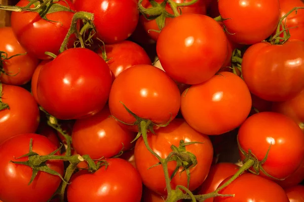 Taze kırmızı domatesler