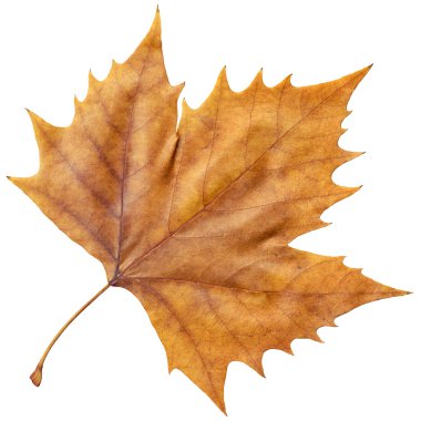 Dry Maple Leaf Isolated On White Background clipart