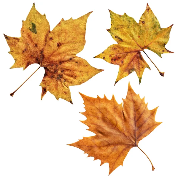 Ξηρό Maple φύλλα απομονωθεί σε λευκό φόντο — Φωτογραφία Αρχείου