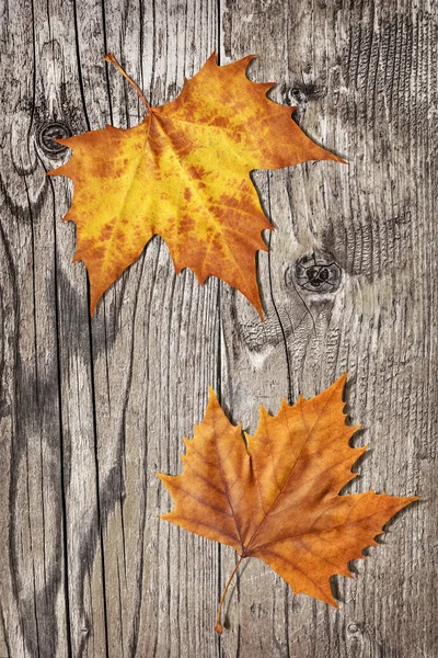 Dray Maple Leaves On Old Knotted Weathered Cracked Pine Wood Rustic Background