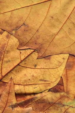 Sonbahar düşmüş kuru akçaağaç yaprakları arka plan dokusu