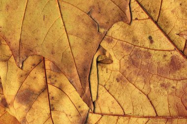 Sonbahar düşmüş kuru akçaağaç yaprakları arka plan dokusu