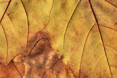 Sonbahar düşmüş kuru akçaağaç yaprakları arka plan dokusu