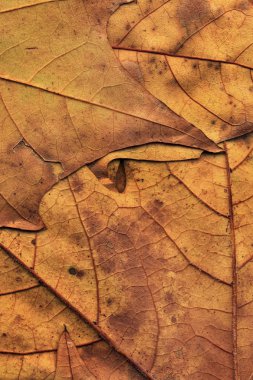 Sonbahar düşmüş kuru akçaağaç yaprakları arka plan dokusu