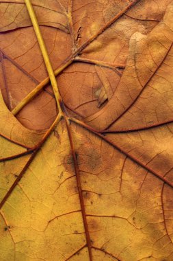 Sonbahar düşmüş kuru akçaağaç yaprakları arka plan dokusu