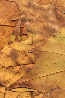 Sonbahar düşmüş kuru akçaağaç yaprakları arka plan dokusu