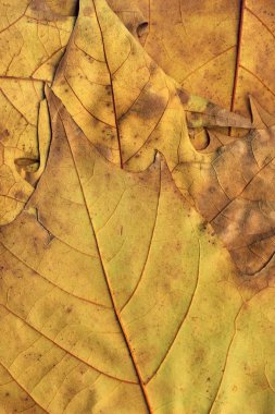 Sonbahar düşmüş kuru akçaağaç yaprakları arka plan dokusu