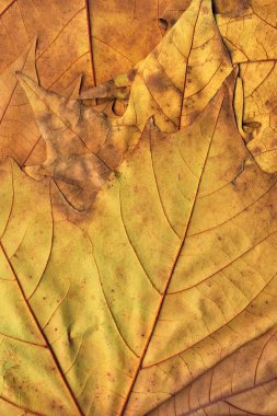 Sonbahar düşmüş kuru akçaağaç yaprakları arka plan dokusu