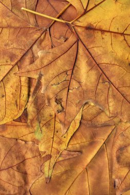 Sonbahar düşmüş kuru akçaağaç yaprakları arka plan dokusu