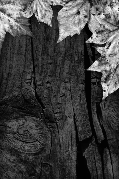 Feuilles d'érable sèches d'automne noires et blanches sur un vieux fond de bois noué fissuré — Photo