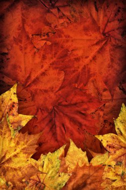 Koyu kestane rengi kırmızı sonbahar yaprakları kuru akçaağaç yaprakları Grunge arka plan Vignetted