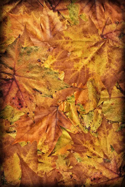 Folhagem de Maple Seco Outono Vignetted Grunge Backdrop — Fotografia de Stock