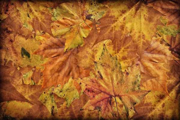 Осенний сухой кленовой листвы Vignetted Гранж фон — стоковое фото