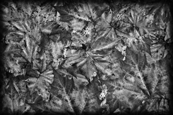Follaje de arce seco blanco y negro Vignetted Grunge fondo —  Fotos de Stock