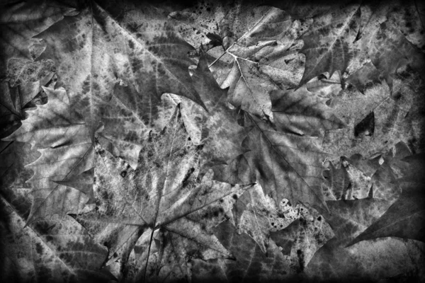 Feuillage d'érable sec noir et blanc sur fond de grunge vaporisé — Photo
