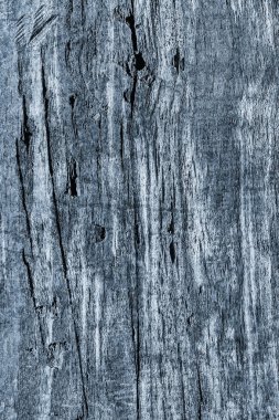 Eski düğümlü ahşap çürümüş kırık ağartılmış ve lekeli toz mavi doku yıpranmış