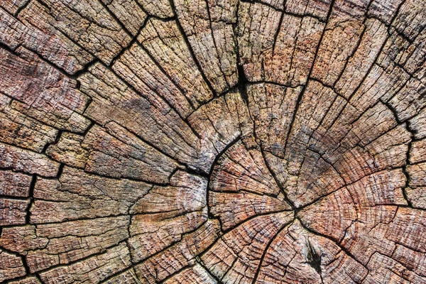 Çapraz bölüm üst yüzey doku çürümüş güdük yıpranmış eski kırık