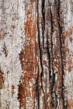 Düğümlü ahşap rustik kaba doku çürümüş yıpranmış eski kırık