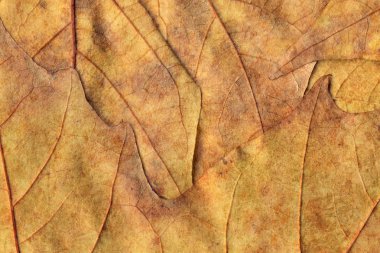 Sonbahar Kuru akçaağaç arka plan dokusu bırakır