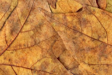 Sonbahar Kuru akçaağaç arka plan dokusu bırakır