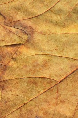 Sonbahar Kuru akçaağaç arka plan dokusu bırakır