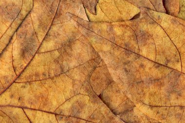 Sonbahar Kuru akçaağaç arka plan dokusu bırakır