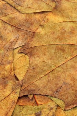 Sonbahar Kuru akçaağaç arka plan dokusu bırakır