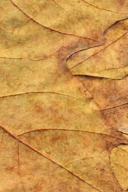 Sonbahar Kuru akçaağaç arka plan dokusu bırakır