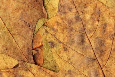 Sonbahar Kuru akçaağaç arka plan dokusu bırakır