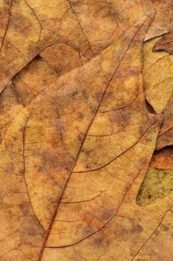 Sonbahar Kuru akçaağaç arka plan dokusu bırakır