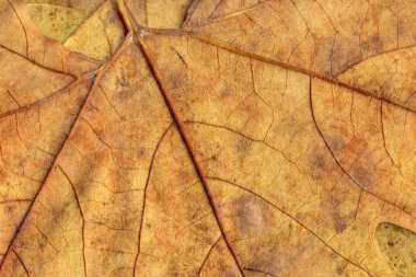 Sonbahar Kuru akçaağaç arka plan dokusu bırakır