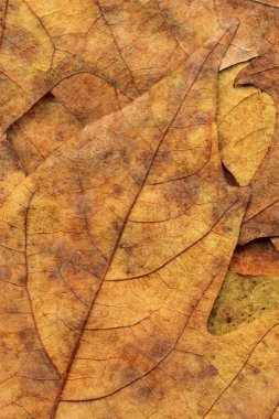 Sonbahar Kuru akçaağaç arka plan dokusu bırakır