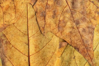 Sonbahar Kuru akçaağaç arka plan dokusu bırakır