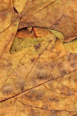 Sonbahar Kuru akçaağaç arka plan dokusu bırakır