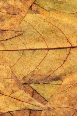 Sonbahar Kuru akçaağaç arka plan dokusu bırakır