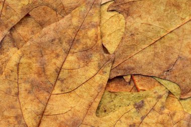 Sonbahar Kuru akçaağaç arka plan dokusu bırakır